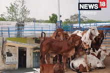 गौशाला खोलने पर सरकार देगी 90 प्रतिशत अनुदान, इन पंचायतों को मिलेगी प्राथमिकता