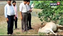 OMG! मूंग में डाली गई सफाया रसायन ने 'साफ' कर दिए 7 पशु, इनसानों का क्या होगा