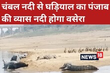 चंबल नदी से शिफ्ट किए जाएंगे घड़ियाल, पंजाब की व्यास नदी नया ठिकाना