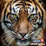 VTR News : जंगल में अब आसानी से ट्रैक हो सकेगी बाघ की लोकेशन, इस खास उपकरण का किया जा रहा इस्तेमाल