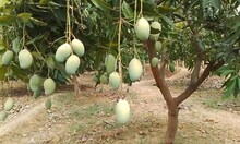Famous Mango: पलामू के इस बाग में 8 प्रजाति के आम, मिठास ऐसी कि दिल्ली तक है डिमांड
