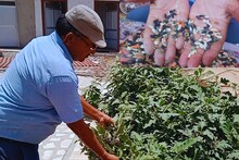 Churu : 46 साल से यह शख्स मुफ्त में बांट रहा है हरी सब्जियों के बीज, यह है उदेश्य