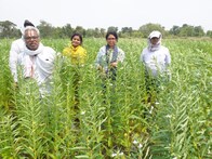 गया के किसान तिल की खेती से बनेंगे करोड़पति! कृषि विभाग कर रहा है यह तैयारी