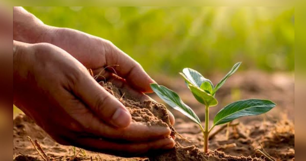 These trees are the unsung heroes of covid-19 Yogi government's special ...