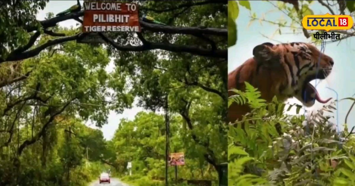 Pilibhit Tiger Reserve खेत में काम कर रहे किसान पर बाघ ने अचानक किया हमला टुकड़ों में मिला शव 1209