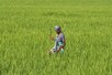 किसानों को बड़ा तोहफा, 15 गुना बढ़ी धान की MSP, 143 के बदले अब इतने ₹ मिलेंगे