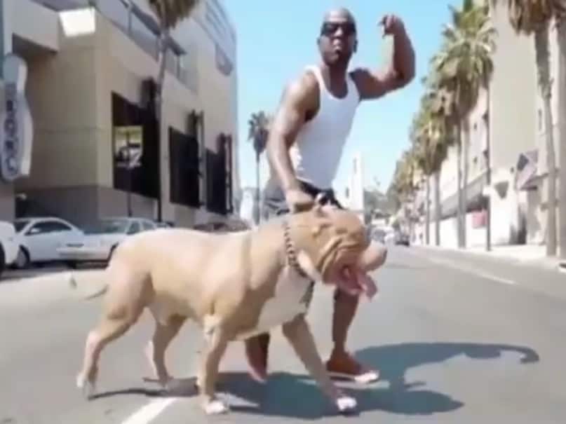 आमतौर पर ब्रिटेन में अमेरिकन बुली के आक्रामक होने और हमले की घटनाएं तेजी से सामने आ रही हैं. ब्रिटेन के प्रमुख कुत्ते संघों द्वारा भी आधिकारिक तौर पर अमेरिकन बुली को मान्यता नहीं दी गई है. खबरों में भी अक्सर इन कुत्तों के आक्रामक होने और उसके शिकार होने वाली घटनाएं सामने आ रही हैं. इससे यहां पर अमेरिकन बुली की मौजूदगी भी ज्यादा नजर आ रही है. आमतौर पर ब्रिटेन में अमेरिकन बुली के आक्रामक होने और हमले की घटनाएं तेजी से सामने आ रही हैं. ब्रिटेन के प्रमुख कुत्ते संघों द्वारा भी आधिकारिक तौर पर अमेरिकन बुली को मान्यता नहीं दी गई है. खबरों में भी अक्सर इन कुत्तों के आक्रामक होने और उसके शिकार होने वाली घटनाएं सामने आ रही हैं. इससे यहां पर अमेरिकन बुली की मौजूदगी भी ज्यादा नजर आ रही है.