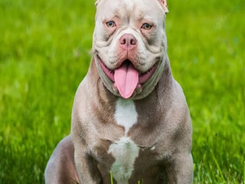 यूनाइटेड किंगडम में आक्रामक कुत्तों की घटनाएं बढ़ने के बाद अब इस पर प्रतिबंध लगाने पर भी विचार विमर्श जोर शोर से किया जा रहा है. इससे पहले भी ब्रिटेन में कुत्तों की कई नस्लों को पालने पर प्रतिबंध लगाया हुआ है. इसके पीछे बड़ी वजह यह है कि साल दर साल इनके हमलों की संख्या में इजाफा रिकॉर्ड किया जा रहा है. 2021 के बाद से कथित तौर पर आक्रामक व्यक्तिगत कुत्तों के 9 मामले दर्ज किए गए जिन्होंने मनुष्यों पर घातक हमला किया है. इनमें 3 मामले बच्चों से जुड़े भी शामिल रहे. American Bully, American Bully XL, United Kennel Club, United Kingdom, UK, Pit Bull Terrier, Japanese Tosa, Dogo Argentino, Fila Brasileiro, dog breeds banned, dog banned यूनाइटेड किंगडम में आक्रामक कुत्तों की घटनाएं बढ़ने के बाद अब इस पर प्रतिबंध लगाने पर भी विचार विमर्श जोर शोर से किया जा रहा है. इससे पहले भी ब्रिटेन में कुत्तों की कई नस्लों को पालने पर प्रतिबंध लगाया हुआ है. इसके पीछे बड़ी वजह यह है कि साल दर साल इनके हमलों की संख्या में इजाफा रिकॉर्ड किया जा रहा है. 2021 के बाद से कथित तौर पर आक्रामक व्यक्तिगत कुत्तों के 9 मामले दर्ज किए गए जिन्होंने मनुष्यों पर घातक हमला किया है. इनमें 3 मामले बच्चों से जुड़े भी शामिल रहे. American Bully, American Bully XL, United Kennel Club, United Kingdom, UK, Pit Bull Terrier, Japanese Tosa, Dogo Argentino, Fila Brasileiro, dog breeds banned, dog banned