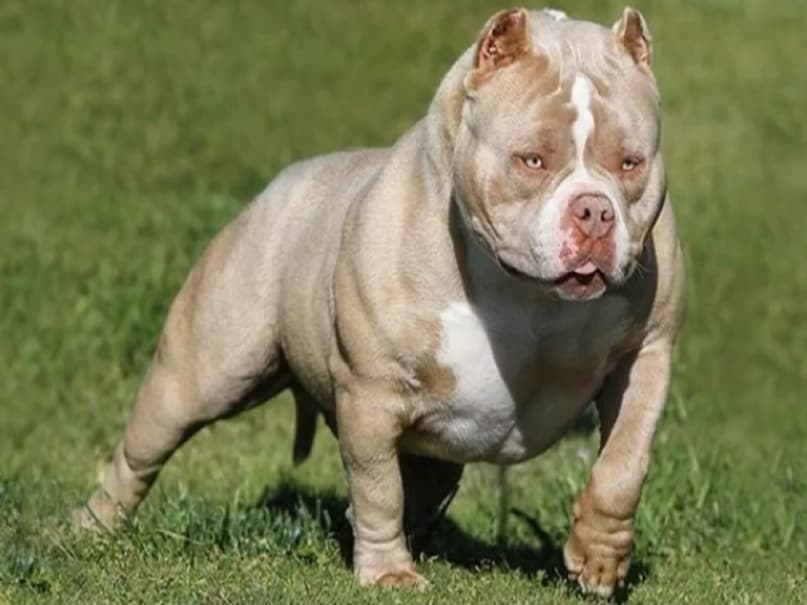 गार्जियन की एक रिपोर्ट के मुताबिक अमेरिकन बुली अमेरिकन बुलडॉग का एक मॉडर्न वेरिएंट माना गया है. आमतौर पर इसको 4 अलग-अलग नस्लों में देखा गया है जिनमें मानक, पॉकेट, क्लासिक और एक्स्ट्रा लार्ज. लेकिन डील डोल और आकार में यह अलग-अलग हैं. इनकी लंबाई 50 सेमी (20 इंच) से अधिक होती है, जो XL श्रेणी में आती हैं. American Bully, American Bully XL, United Kennel Club, United Kingdom, UK, Pit Bull Terrier, Japanese Tosa, Dogo Argentino, Fila Brasileiro, dog breeds banned, dog banned गार्जियन की एक रिपोर्ट के मुताबिक अमेरिकन बुली अमेरिकन बुलडॉग का एक मॉडर्न वेरिएंट माना गया है. आमतौर पर इसको 4 अलग-अलग नस्लों में देखा गया है जिनमें मानक, पॉकेट, क्लासिक और एक्स्ट्रा लार्ज. लेकिन डील डोल और आकार में यह अलग-अलग हैं. इनकी लंबाई 50 सेमी (20 इंच) से अधिक होती है, जो XL श्रेणी में आती हैं. American Bully, American Bully XL, United Kennel Club, United Kingdom, UK, Pit Bull Terrier, Japanese Tosa, Dogo Argentino, Fila Brasileiro, dog breeds banned, dog banned