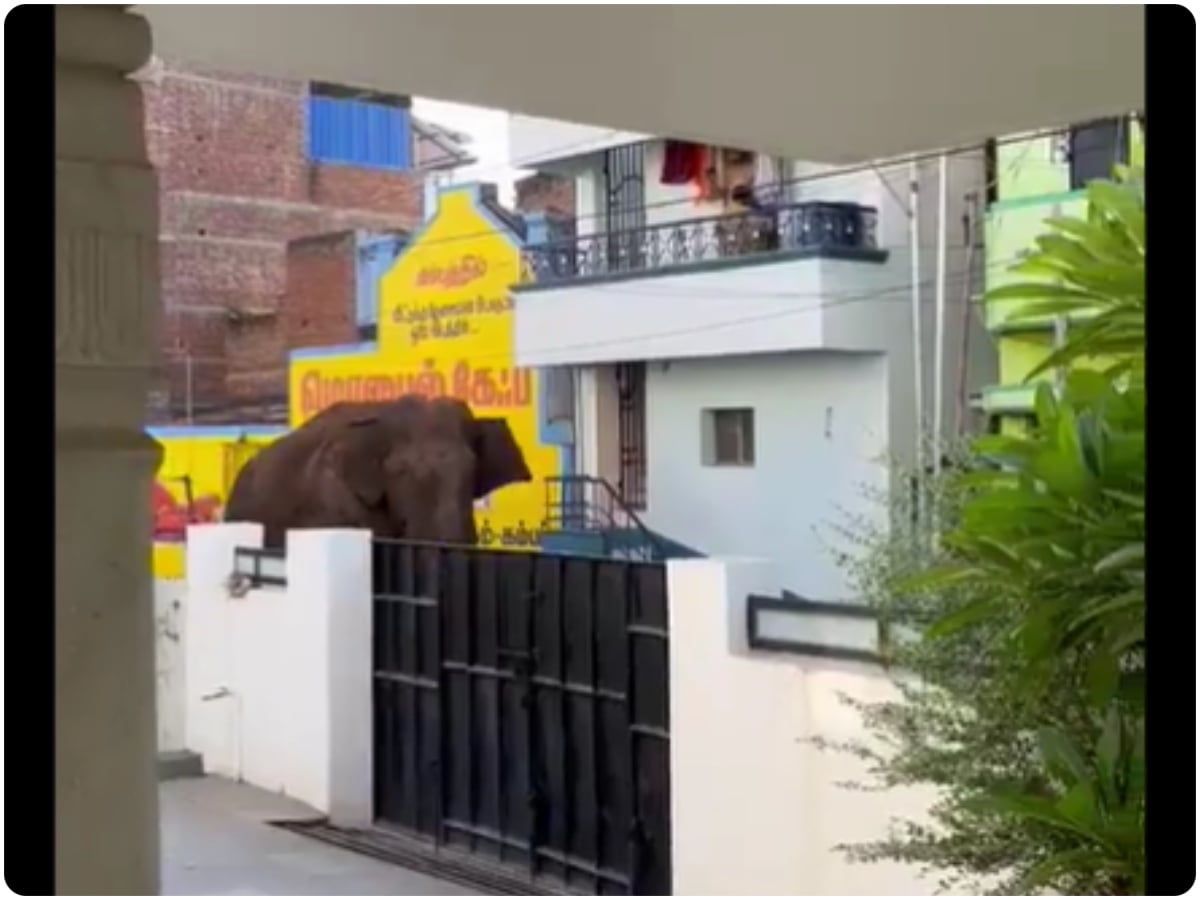 Arikomban: चावल खाने के शौकीन हाथी ...