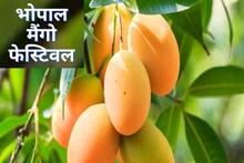 नूरजहां, सुंदरजा, केसर या दशहरी..., जो चाहें वह आम खा सकते हैं, कल से शुरू हो रहा मैंगो फेस्टिवल