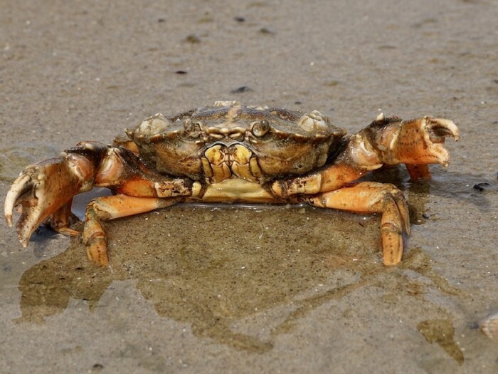 Evolution continued to make crabs and it is still a deep Mystery