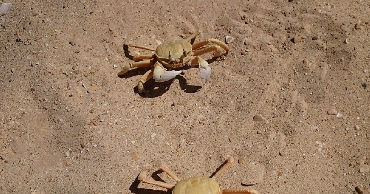 Evolution continued to make crabs and it is still a deep Mystery