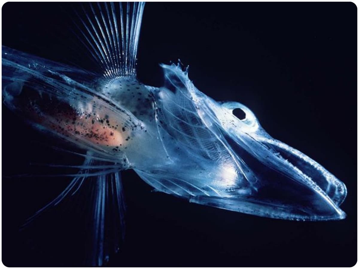 interesting facts, 5 Animals Blood Is not Red, Green-blooded Skinks, Crocodile Icefish, Octopuses, Horseshoe Crabs, Brachiopods, Red Blood Cells, White Blood Cells, Platelets, Oxygen, Carbon Dioxide, Viruses, Bacteria, Blood Clotting, Hemoglobin, Protein