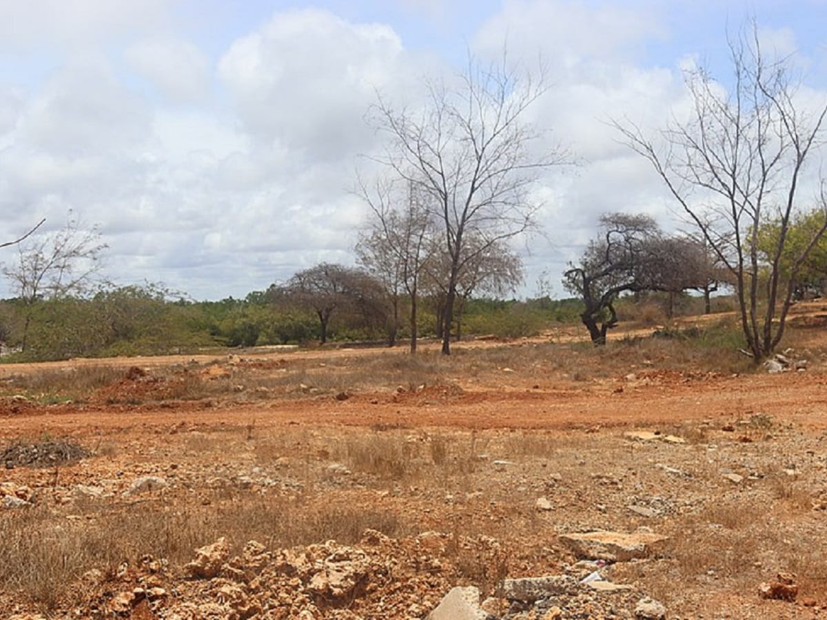 World, Science, Research, United Nations, Environment, World Day to Combat Desertification and Drought, Desertification, Drought, Restoration, land, Recovery, Their Land Their Rights, World Day to Combat Desertification and Drought 2023,