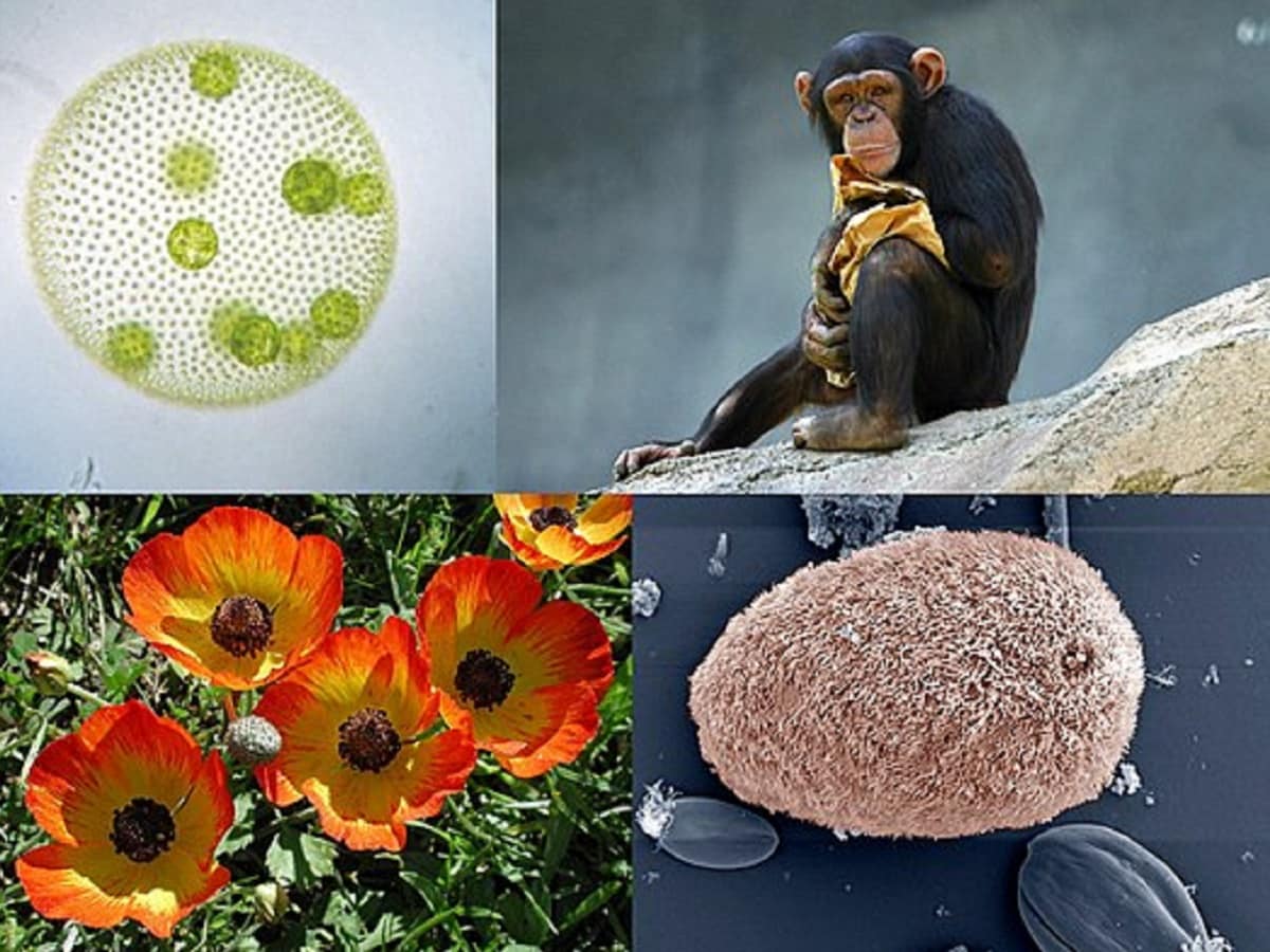 Earth, life, Animals, Research, Environment, Evolution, Plants, fungi, History of Earth,  Early life of Earth, Microorganisms, Eukaryotes, fossils, 