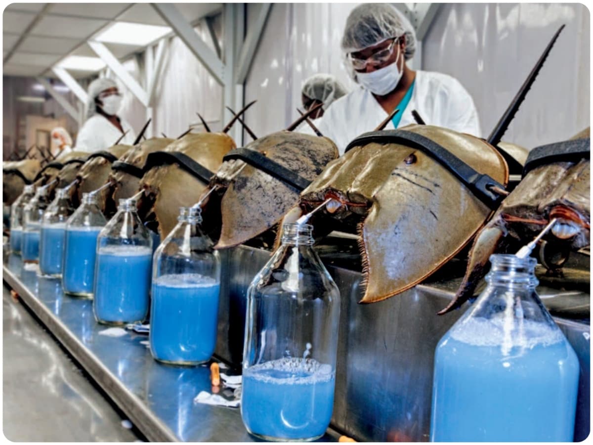 interesting facts, 5 Animals Blood Is not Red, Green-blooded Skinks, Crocodile Icefish, Octopuses, Horseshoe Crabs, Brachiopods, Red Blood Cells, White Blood Cells, Platelets, Oxygen, Carbon Dioxide, Viruses, Bacteria, Blood Clotting, Hemoglobin, Protein