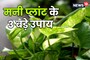 इस दिशा में लगाएं मनी प्लांट, घर में होगी धन की बरसात, कभी न करें ऐसी गलती