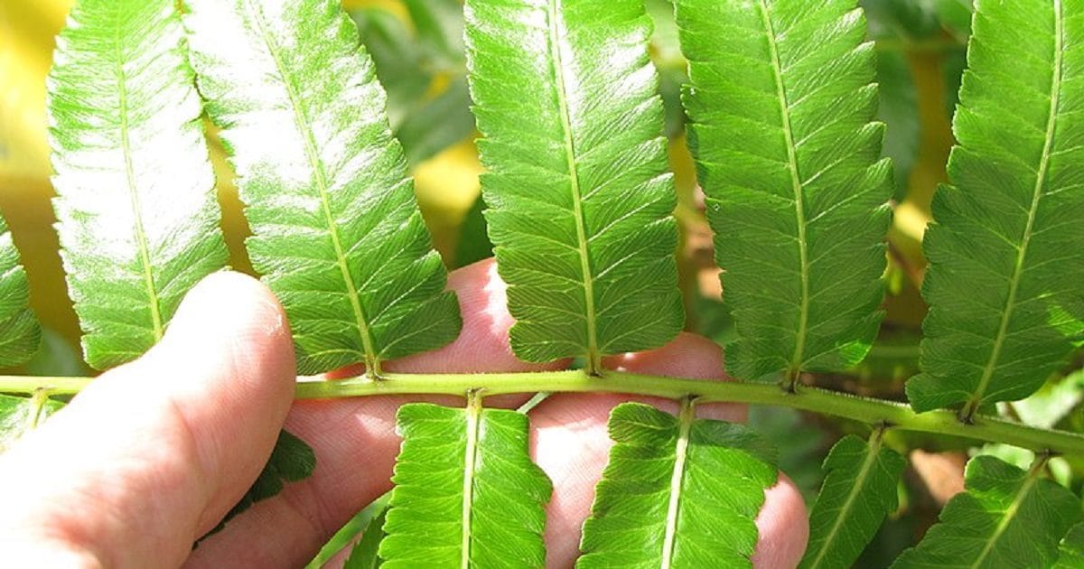 Plants do not have nerves yet they can sense when something touches