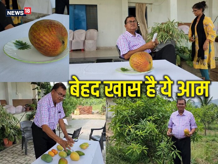 PHOTOS दुनिया का सबसे महंगा आम, इंटरनेशनल मार्केट में 2 लाख रुपये