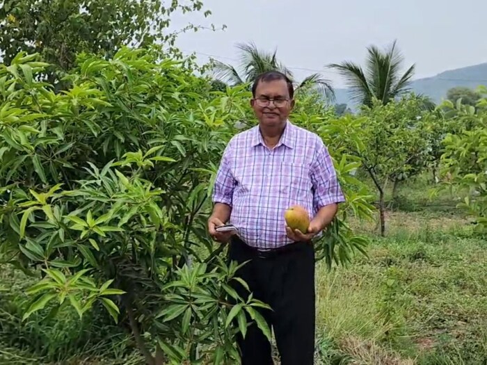 PHOTOS दुनिया का सबसे महंगा आम, इंटरनेशनल मार्केट में 2 लाख रुपये