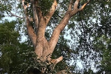 ये हैं लाखों में बिकने वाले भारत के सबसे महंगे पेड़, इसकी खेती से बन सकते हैं करोड़पति! 