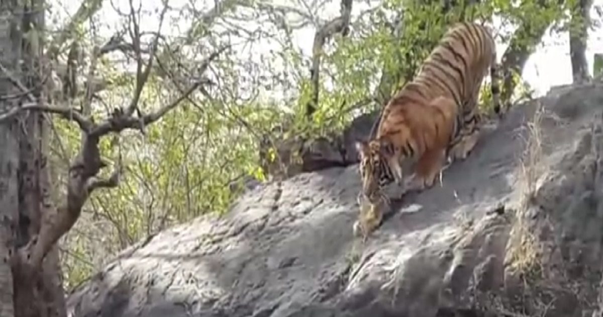 Tiger Deth टाइगर को लगी किसकी नजर? 6 महीने में 95 बाघों की मौत से हड़कंप, ये हैं ...