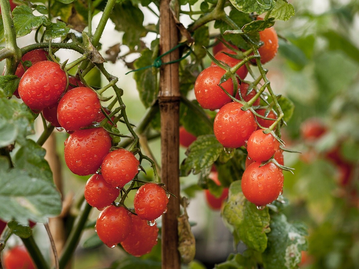 India, Food, Research, vegetables, Tomatoes, price hike of vegetables, price hike of Tomatoes, Cold Storage, Cold Storage of Vegetables, Food processing, 