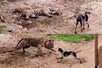 Viral Video:सोते बाघ को छेड़ने की गलती कर बैठा कुत्ता, शिकारी ने दबोच ली गर्दन