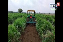 बाजरा नेपियर संकर घास: अब एक ही खेत में सालभर होगा हरा चारा, ऐसे तैयार करें उत्पादन मॉडल