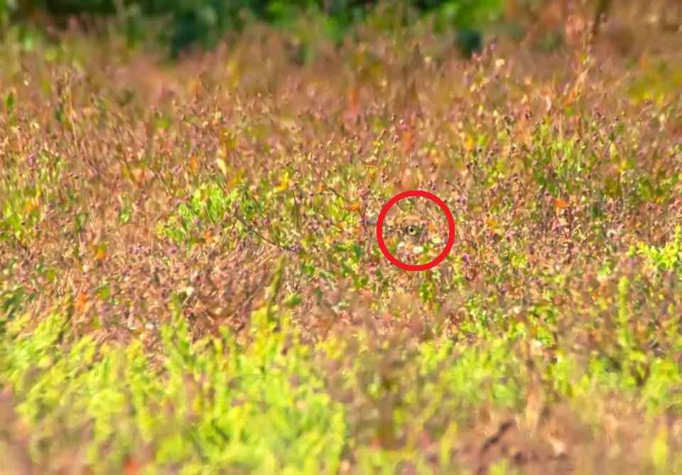 can you spot a bird, can you spot a bird in this picture, spot a bird in this picture, spot a bird in this picture within 7 seconds, optical illusion challenge , optical illusion, Can you spot a bird in this picture, Viral Puzzle, Trending Puzzle
