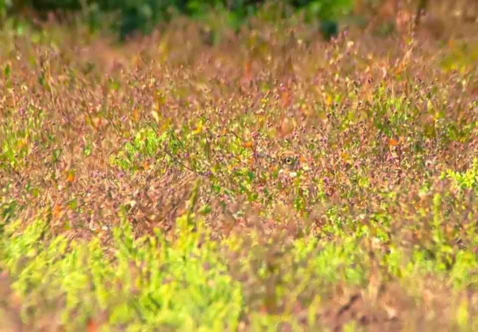 can you spot a bird, can you spot a bird in this picture, spot a bird in this picture, spot a bird in this picture within 7 seconds, optical illusion challenge , optical illusion, Can you spot a bird in this picture, Viral Puzzle, Trending Puzzle