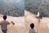Viral Video: शख्स ने तालाब में फेंका मीट, एक साथ झपटे मगमरमच्छ, फिर...