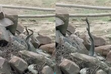 VIDEO: क्या आपने कभी देखी है नाग-नागिन की ऐसी प्रेम लीला, जिसने देखी वह वहीं ठहर गया, आप भी देखें वायरल वीडियो