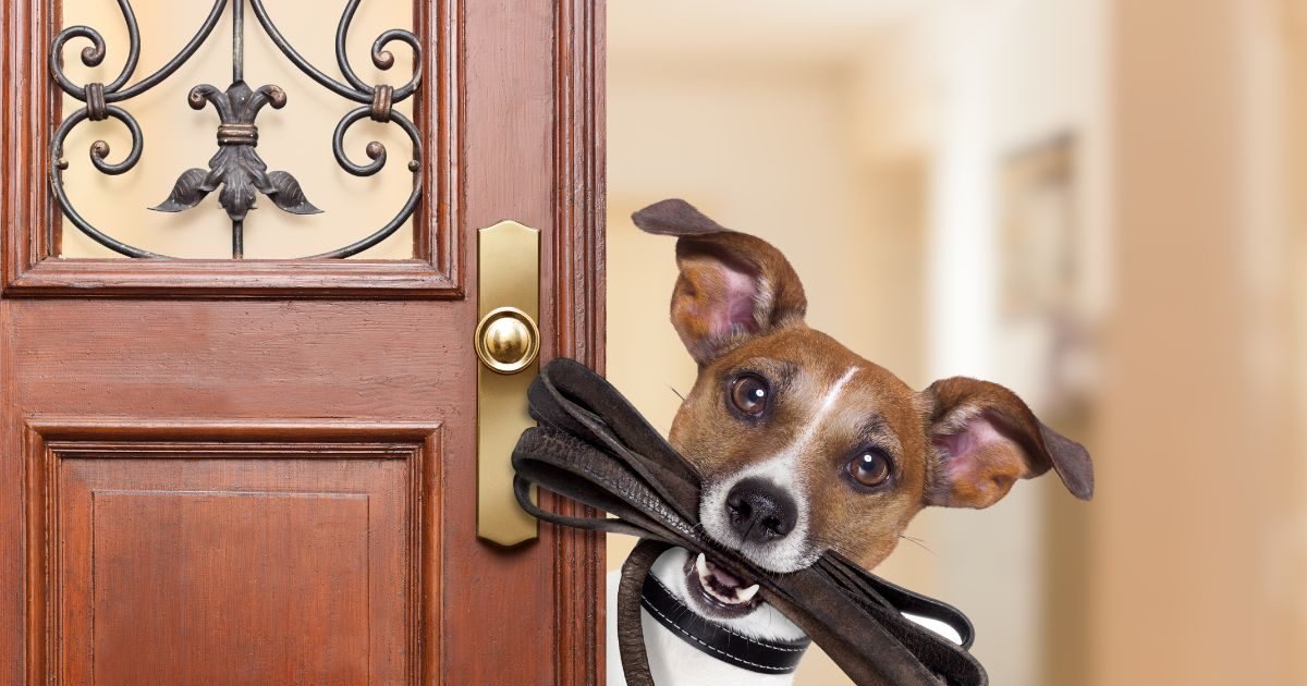 Company Hires Dogs कुत्ते को भी मिली नौकरी! 35 हज़ार मिलती है सैलरी