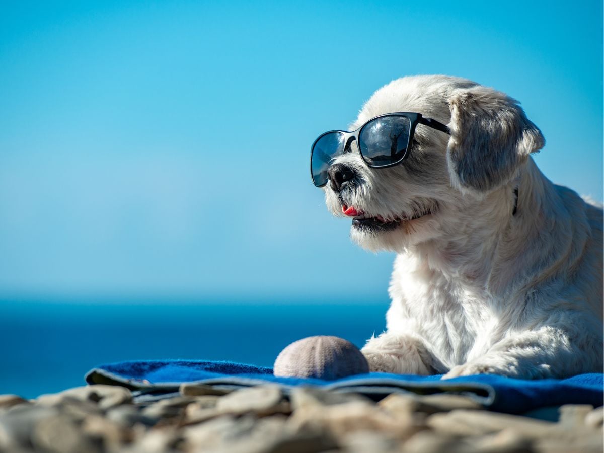 dog on vacation
