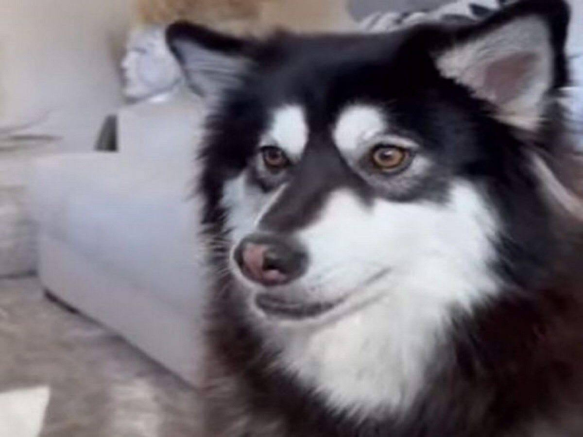 4 हजार में कुत्ते का बच्चा खरीद लाई महिला, खूब खिलाया दूधबिस्किट, फिर