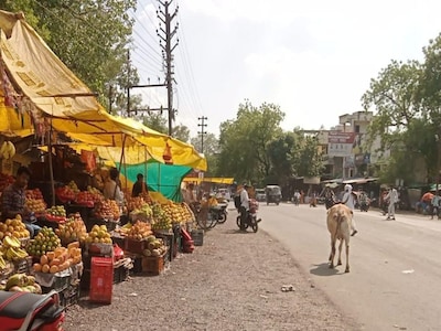 Shajapur News: ठेलेवालों ने सड़क पर खोल दी दुकान, पुराने डीपो के बाहर अतिक्रमण देखकर भी मौन है जिम्मेदार - Encroachment outside old depot by hand cart vendors on main road –