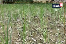 बेगूसराय के किसान धान की इन दो किस्म की खेती से कम समय में कर सकते है बेहतर उत्पादन, जानिए कृषि वैज्ञानिक ने क्या कहा