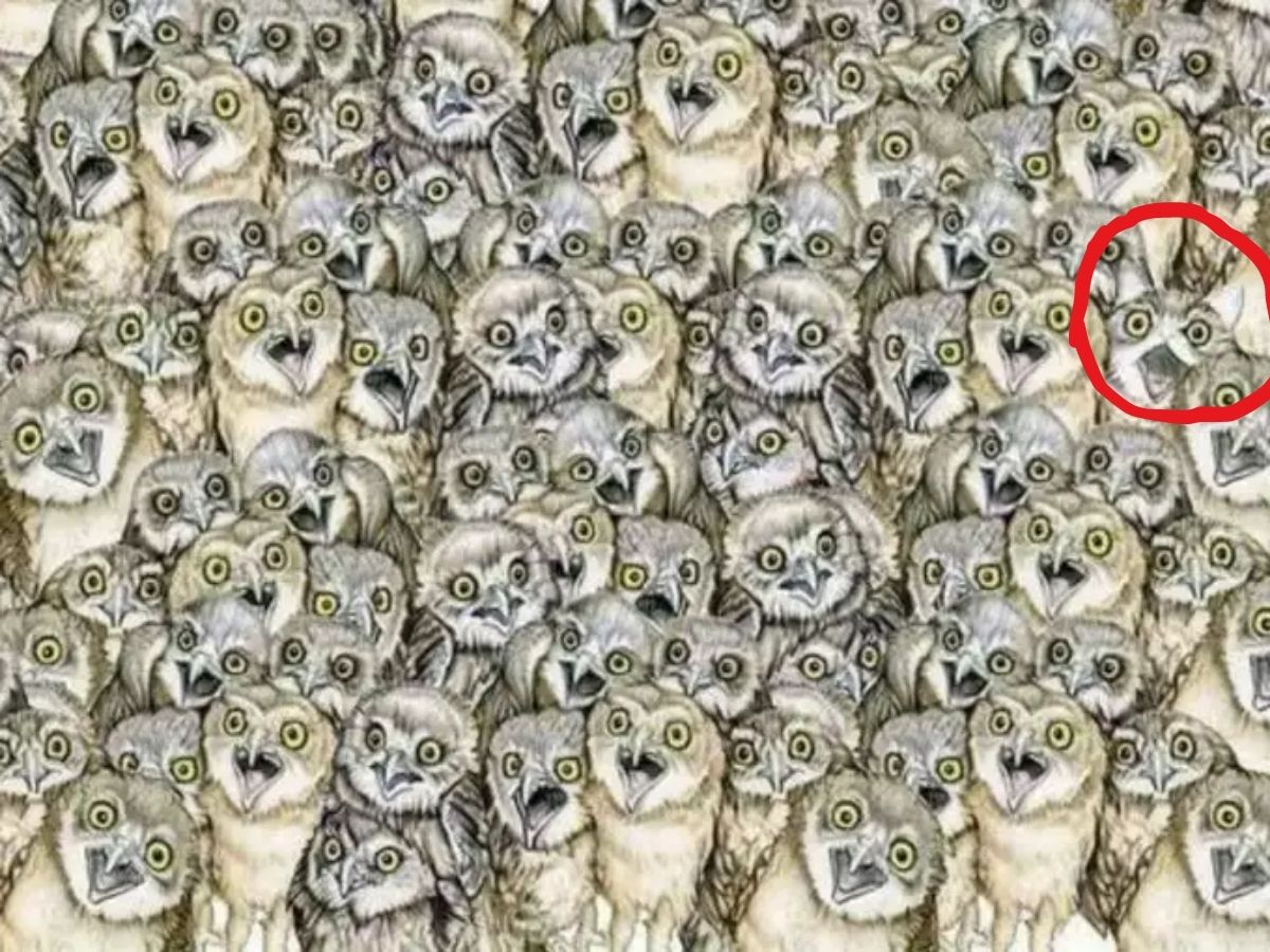 optical illusion photo