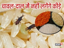 चावल-दाल में लग जाते हैं कीड़े, स्‍टोर करते वक्‍त लगाएं ये 4 जुगाड़
