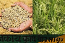 Kannauj News: लाभ लें किसान, धान के बीज पर मिल रहा 50 प्रतिशत का अनुदान