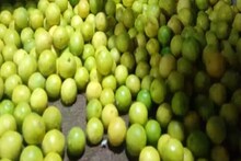 गर्मी के मौसम में नींबू के दामों में गिरावट, यहां 25 रुपए किलों मिल रहा नींबू