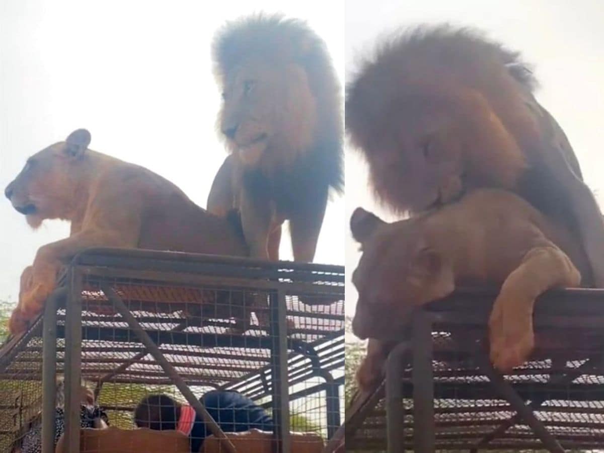 Wildlife Viral News, Jungle Safari, lions sit on top of safari, car tourists stunned, Lion-Lioness Jumped Atop of Safari Cage, gadi pe baithe sher sherni, Lion-Lioness start romance on atop of safari