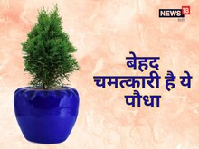 बड़ा चमत्कारी है ये हरा पौधा, दूर होगी आर्थिक तंगी, घर आएगी धन दौलत