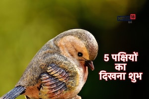 5 पक्षियों का दिखना माना जाता है शुभ, समझ लें मां लक्ष्मी होने वाली हैं खुश, धन लाभ और नौकरी में तरक्की के योग