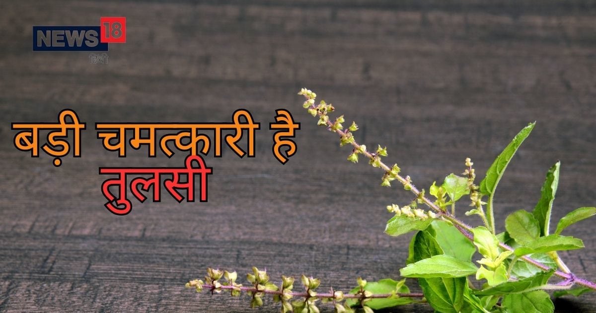 This sign of Tulsi indicates towards unpleasant incident