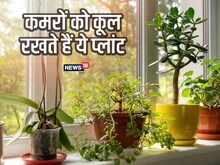 रूम को ठंडा रखने के लिए लगाएं 5 इंडोर प्‍लांट, घर रहेगा फ्रेश और कूल