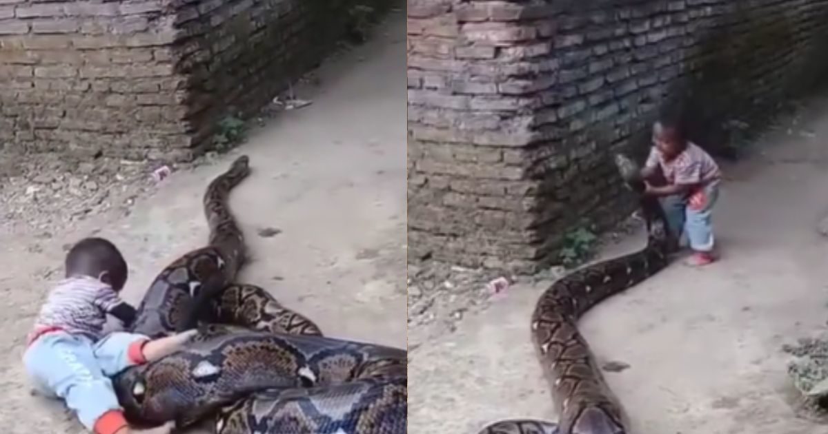 Viral: बच्चे ने अजगर को समझ लिया खिलौना, पहले की सवारी फिर खोलने लगा ...