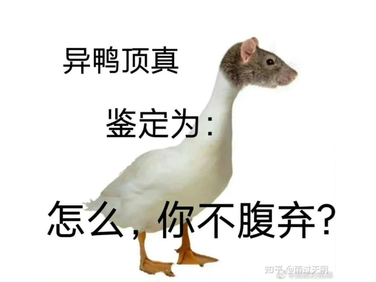 rat head in food 2